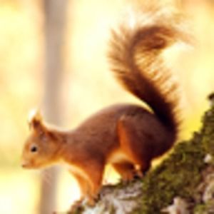 Meet your Posher, Jellycub